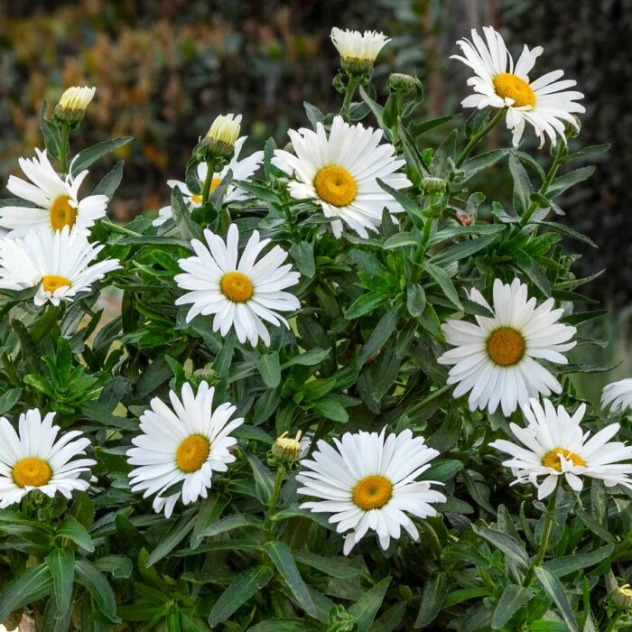 Leucanthemum Betsy