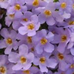 Bacopa Betty Dark Blue