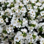 Bacopa Betty White