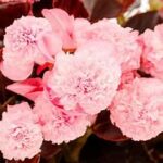 Begonia BirthdayBash Cotton Candy