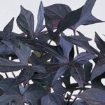 Ipomoea batatas Blackie
