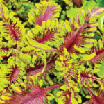 Coleus Under the Sea Bone Fish
