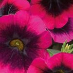 Calibrachoa Caliloco Dracula
