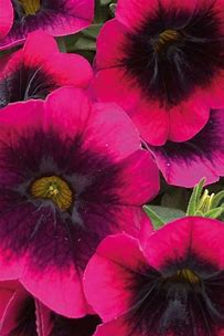 calibrachoa caliloco dracula