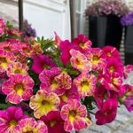 Calibrachoa Chameleon Pink Splash