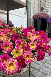 calibrachoa chameleon pink splash
