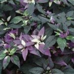 Ornamental Pepper Calico