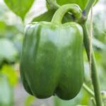 Pepper California Wonder (4 Pack)