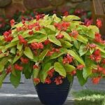 Begonia Canary Wings