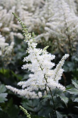 chinensis