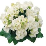 Begonia Clara