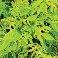 coleus under the sea gold anemone