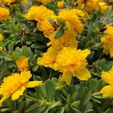 double yellow