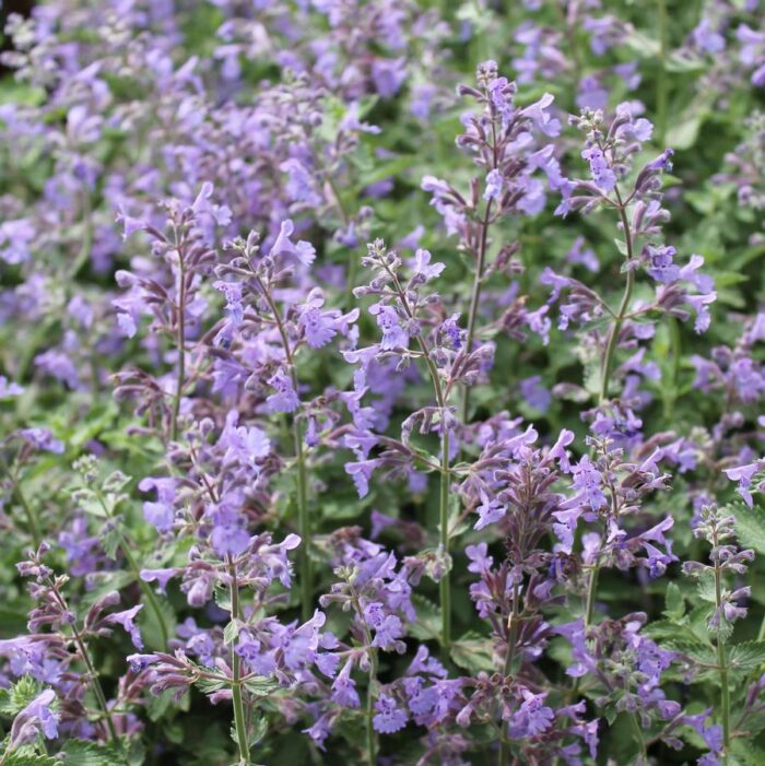 Nepeta faassenii Walkers Low