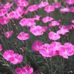 Dianthus gratianopolitanus Firewitch
