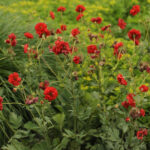 Geum flora plena Blazing Sunset