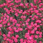Dianthus allwoodii Frosty Fire