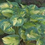 Hosta Great Expectations