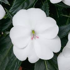 impatiens sunpatiens vigorous white