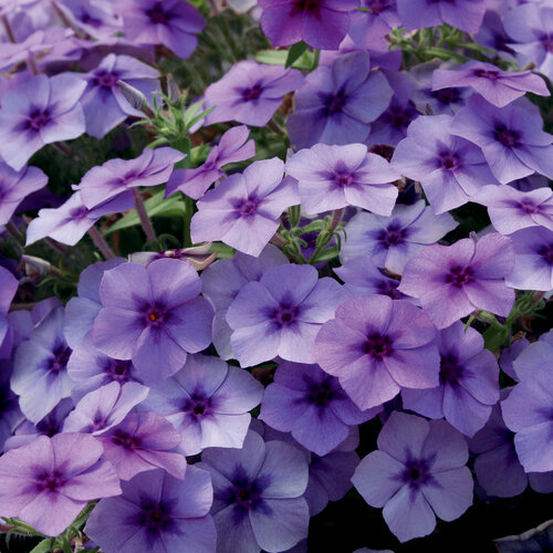 intensia_blueberry