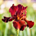 Iris War Chief