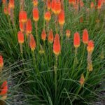 Kniphofia Jackpot
