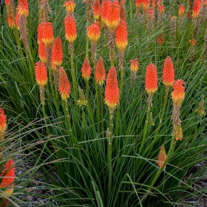 Kniphofia Jackpot