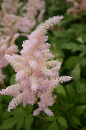 japonica