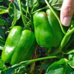 Pepper Jupiter (4 Pack)