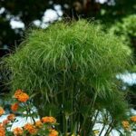 Grass, Cyperus King Tut