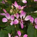 Cleome Lavender Dreams