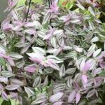 Tradescantia Lilac