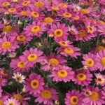 Argyranthemum Lollies Pink Pez