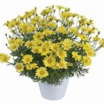 Argyranthemum Lollies Sunny Spring