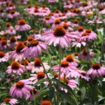 Echinacea purpurea Magnus