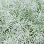 Artemisia Makana Silver