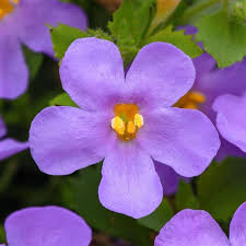 megacopa blue
