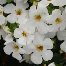 megacopa white