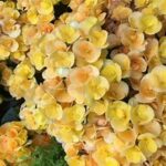 Begonia Nadine