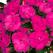 new guinea impatiens roller coaster hot magenta