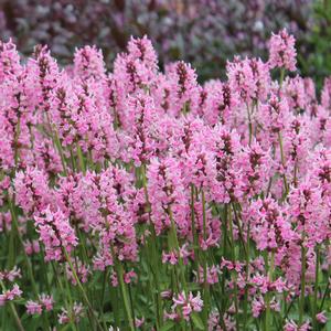 officinalis