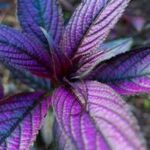 Strobilanthes dyerianus Persian Shield