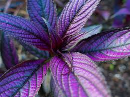 persian shield