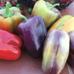 Pepper Pinot Noir (4 Pack)