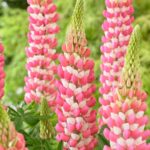 Lupinus polyphyllus Rachel de Thame