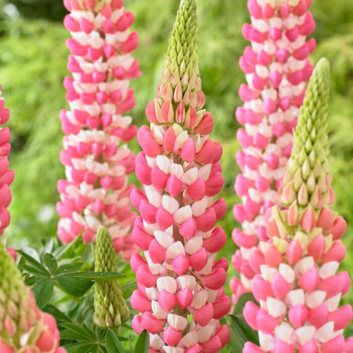 Lupinus polyphyllus Rachel de Thame