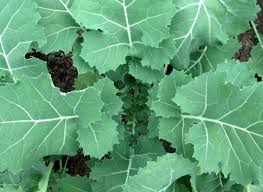 premier kale