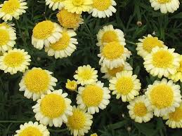 sassy double yellow 2