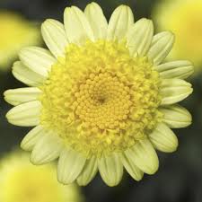 sassy double yellow