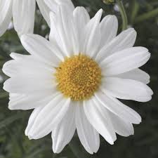 sassy white